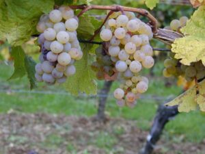 Due grappoli di Uva Riesling (fonte Wikimedia Commons)