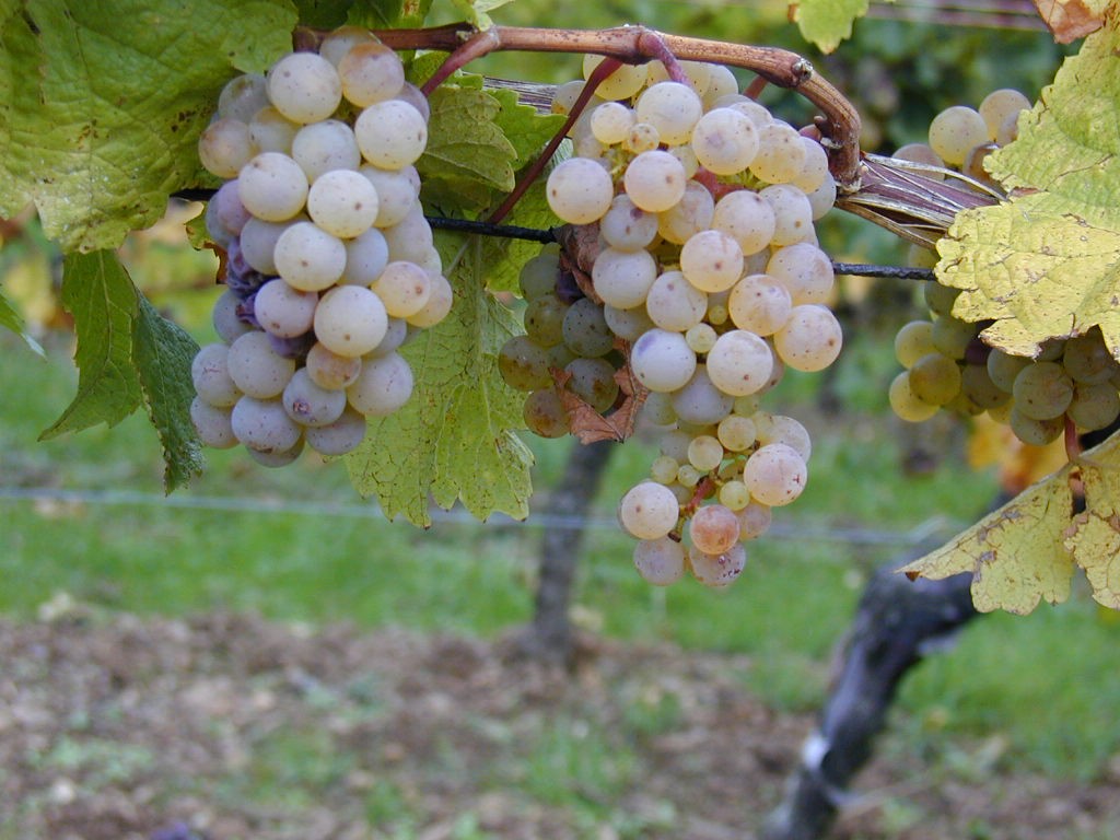 Due bei grappoli d'uva Riesling, vitigno tiipco dell'Oltrepò Pavese.